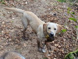 Jeune mâle Labrador LOF à vendre