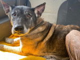 Prête pour l’adoption : chienne Berger Malinois fauve charbonnée