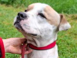 En attente d'un foyer : chien Amstaff beige