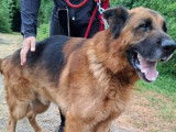 À accueillir : chien Berger Allemand noir et feu