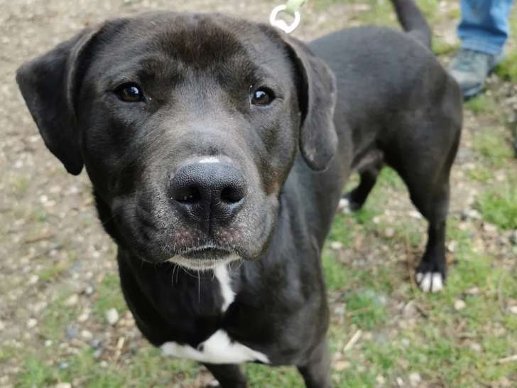 En quête d'une famille : chien de 3 ans