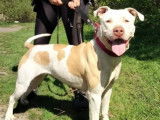Adoption disponible : chienne Amstaff au pelage beige