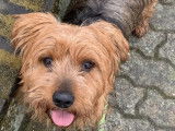 À la recherche d'une famille : chien Yorkshire Terrier de 6 ans