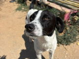 Ozzy, chien à adopter en association