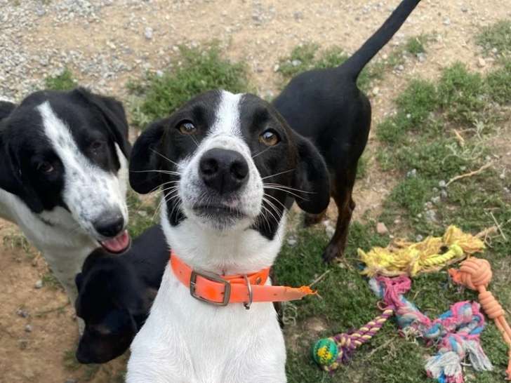 Ozzy, chien à adopter en association