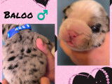Chiots Bouledogue Anglais à vendre