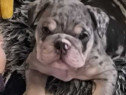 Chiots Bouledogue Anglais à vendre