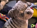 Chiots Bouledogue Anglais à vendre