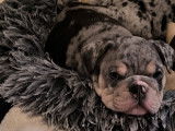 Chiots Bouledogue Anglais à vendre