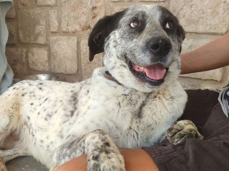 Femelle Mâtin Espagnol à adopter