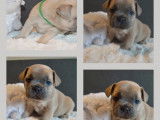 Chiots Bouledogue Français disponibles à la réservation