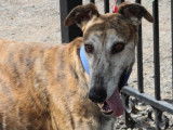 Señorito, Galgo majestueux et calme à adopter