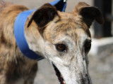 Señorito, Galgo majestueux et calme à adopter