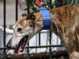 Señorito, Galgo majestueux et calme à adopter