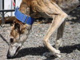 Señorito, Galgo majestueux et calme à adopter