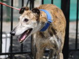 Señorito, Galgo majestueux et calme à adopter