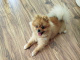 Chien adulte de race Spitz Allemand Mâle à vendre