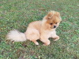 Chien adulte de race Spitz Allemand Mâle à vendre