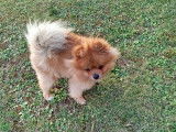 Chien adulte de race Spitz Allemand Mâle à vendre