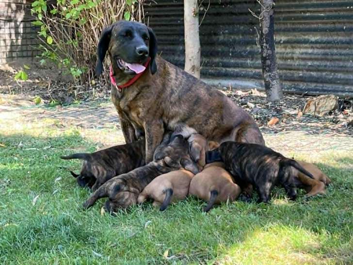 Chiots Rouge du Hanovre disponibles