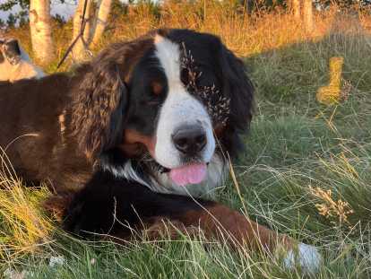 Mâle Bouvier Bernois disponible pour saillie