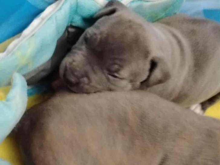 Chiots Staffordshire Bull Terrier à vendre