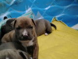 Chiots Staffordshire Bull Terrier à vendre