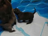Chiots Staffordshire Bull Terrier à vendre