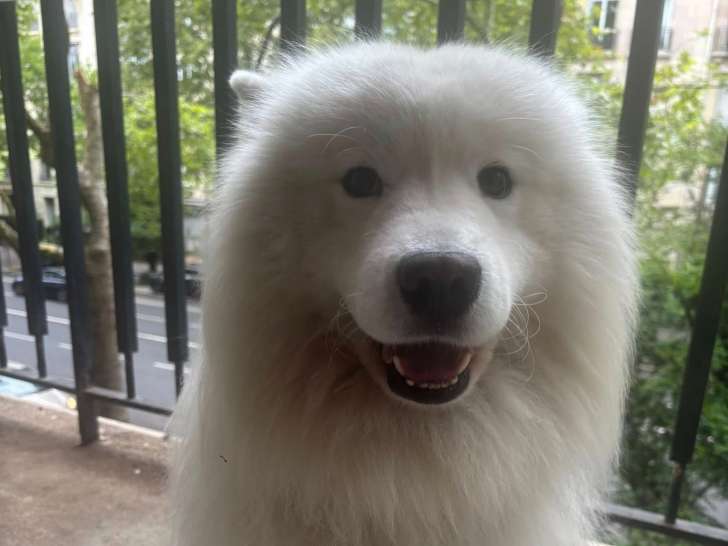 Phoenix, mâle Samoyède calin disponible pour saillie