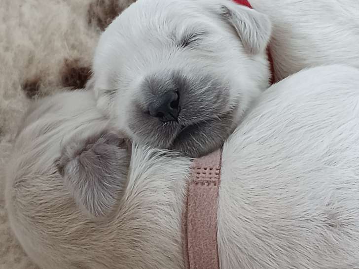 Chiots 1 semaine