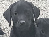 Chiots Labrador LOF à vendre