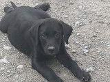 Chiots Labrador LOF à vendre