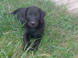 Chiots Labrador LOF à vendre