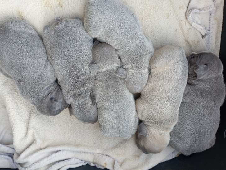 Chiots de race Bouledogue Français à vendre (1 femelle & 5 mâles)