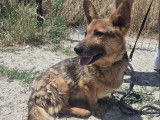 À adopter : chien de 2 ans