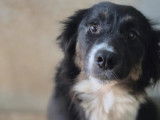 Disponible à l'adoption : chienne noire et blanche