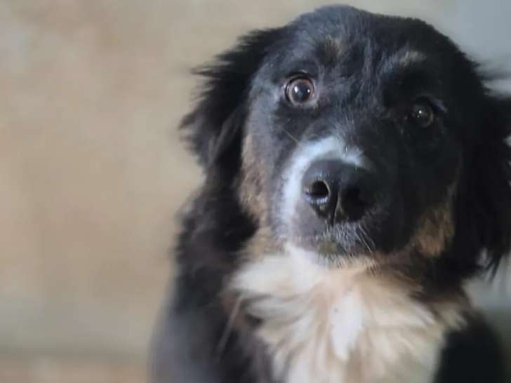 Disponible à l'adoption : chienne noire et blanche