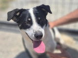 En attente d’adoption : chien âgé de 2 ans