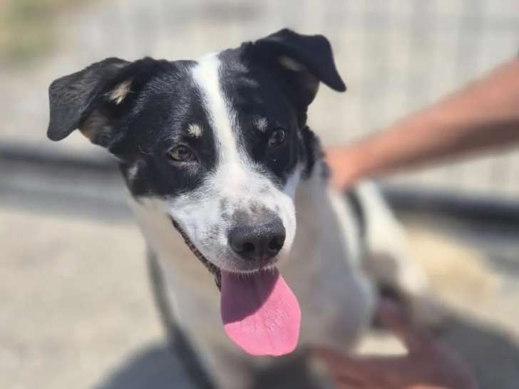 En attente d’adoption : chien âgé de 2 ans