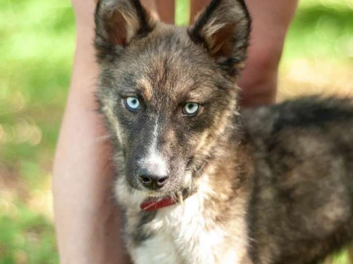 Prêt pour l'adoption : chiot mâle bringé