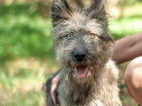 En attente d’une famille : chiot femelle de 8 mois