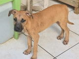 À accueillir : chiot mâle de 4 mois