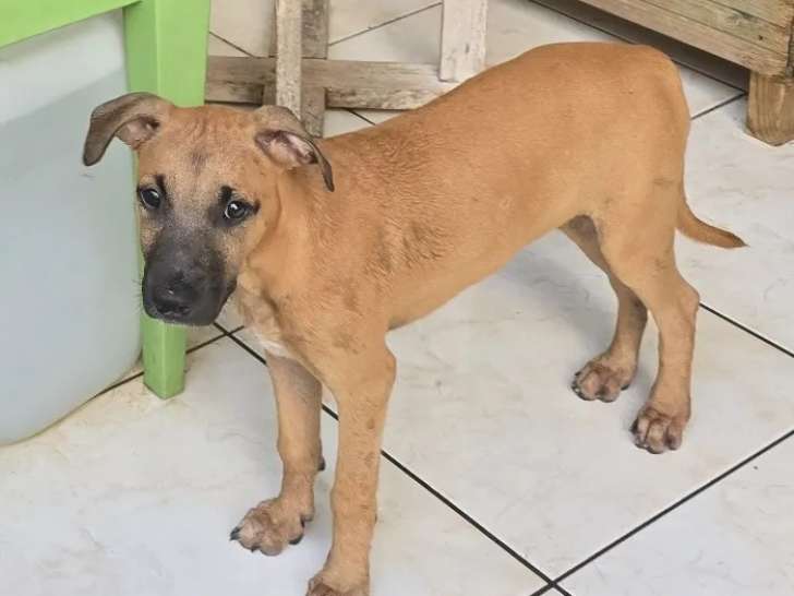 À accueillir : chiot mâle de 4 mois