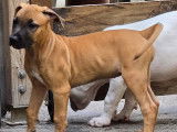 En quête d'un foyer : chiot femelle marron