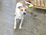 Adoption disponible : chiot mâle marron et blanc
