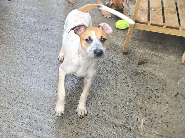 Adoption disponible : chiot mâle marron et blanc