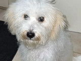 Chienne blanche à adopter