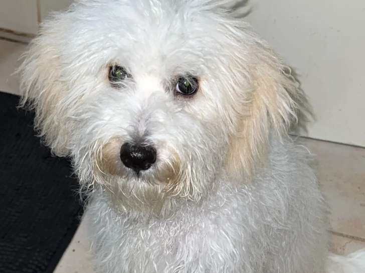 Chienne blanche à adopter