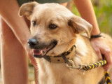 Chien marron disponible à l'adoption