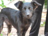 Chienne noire en attente d'adoption